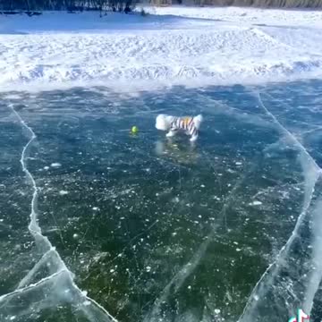 Funny dog ice walk
