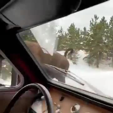 Check this american bison, charging in Yellowstone