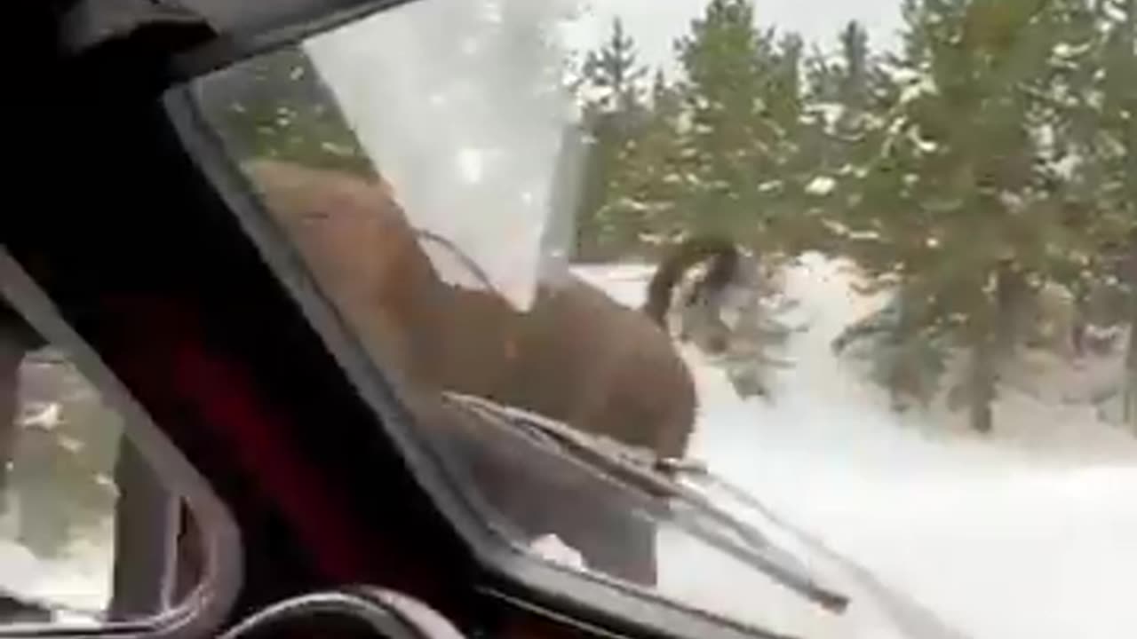 Check this american bison, charging in Yellowstone