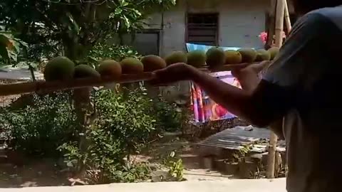 Harvesting Mangoes That Have Fallen From The Tree