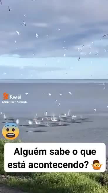 DOES ANYONE KNOW WHAT IS HAPPENING WATCH THE VIDEO AND COMMENT