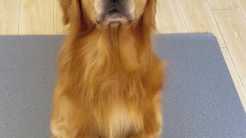 Dog knows balancing better than anyone 🐕