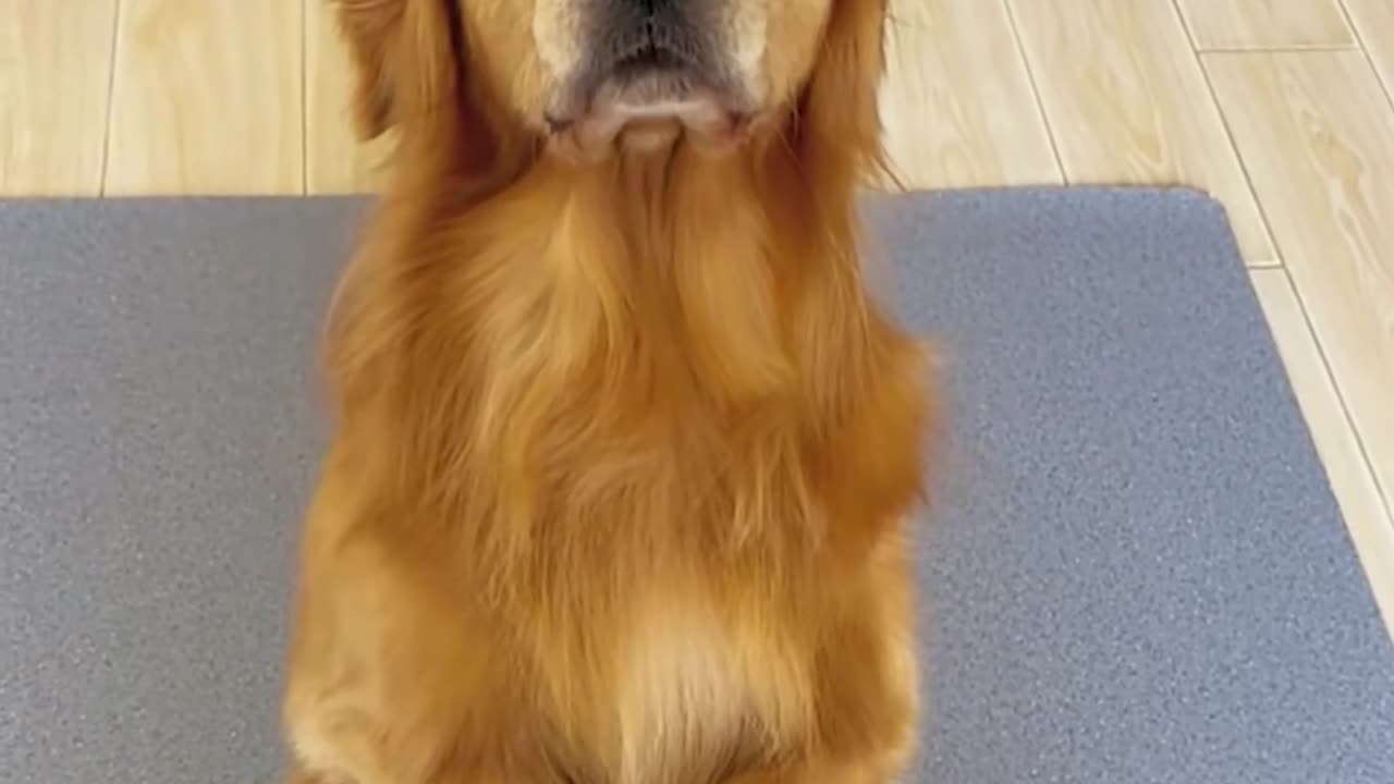 Dog knows balancing better than anyone 🐕
