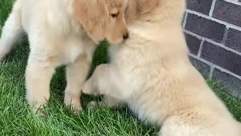 My Dog Meets His Daughter