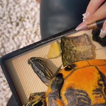 It Becomes The Most Beautiful Turtle Ever