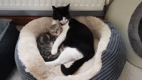 Cat Lovingly Grooms Sleepy Kitten