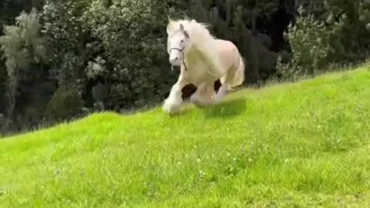 Unicorn