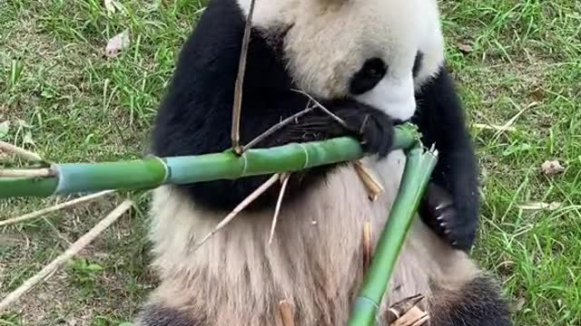 Pandas that eat bamboo