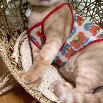 Funny cat 😺#funnycat