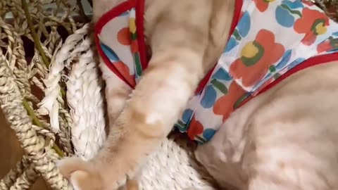 Funny cat 😺#funnycat