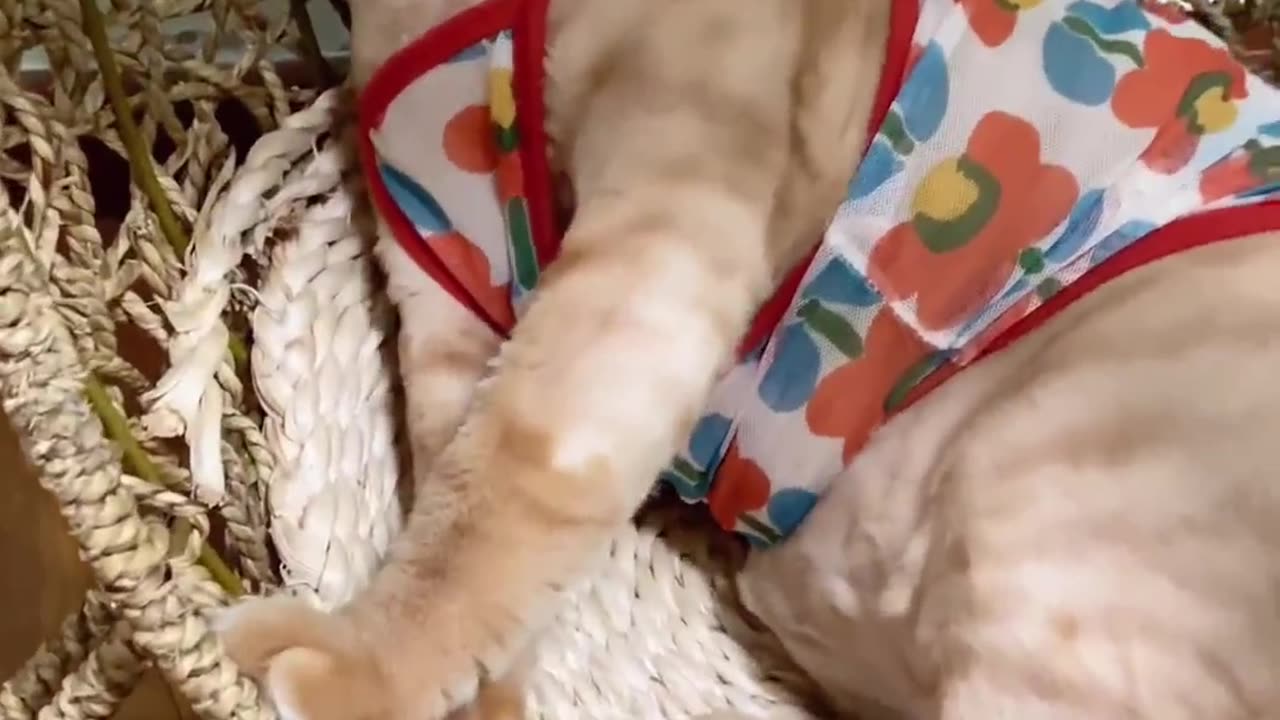 Funny cat 😺#funnycat