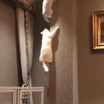 Internet mocking animals (gatos zoeiros da internet)