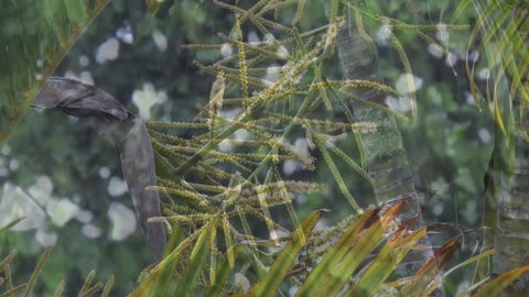 The nuances of rainwater in nature for lullaby and relaxation