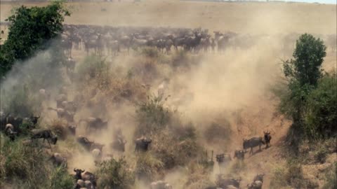 Great migration | wild ones | free documentary nature