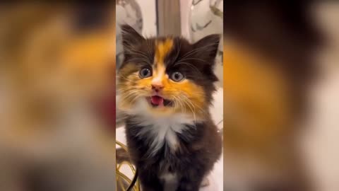 Hilarious Cats Outsmarting Dogs Funniest Moments!