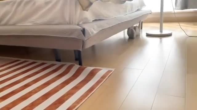 OMG, Can't believe I recorderd my cat doing this