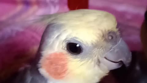 Cockatiel Bird, playing cocktail, Cockatiel Singing