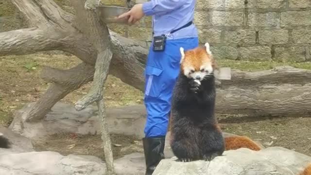 red pandas