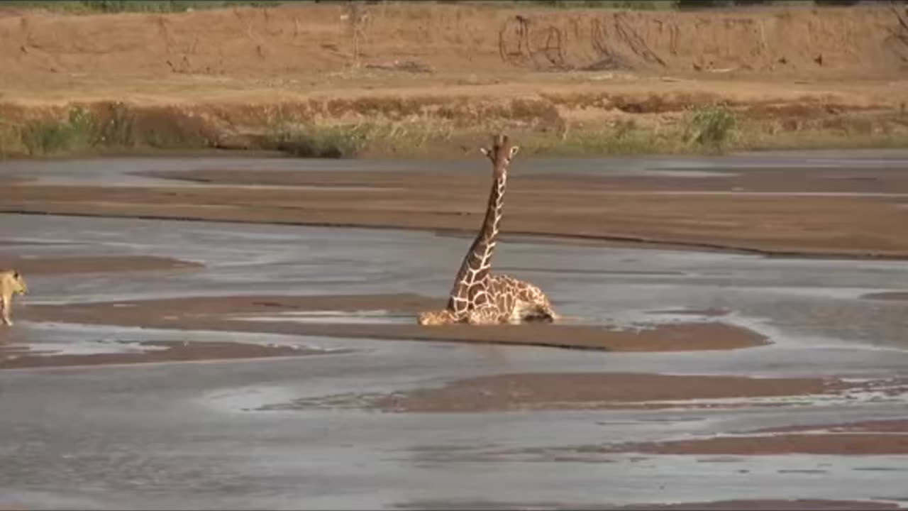 The lion Attacked Giraffe