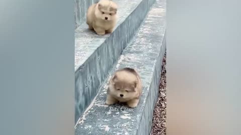 Funniest Animals 2023 😂 Funny Dogs and Cats Videos