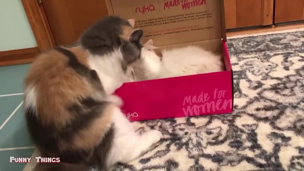 Funny Cats Videos #1