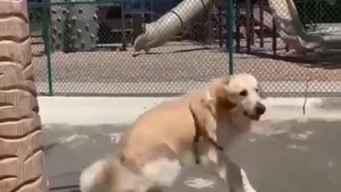 Cute and funny dog