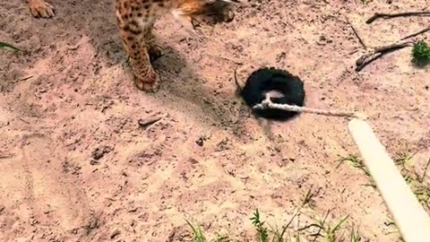 Playtime with Rumble the Bobcat!