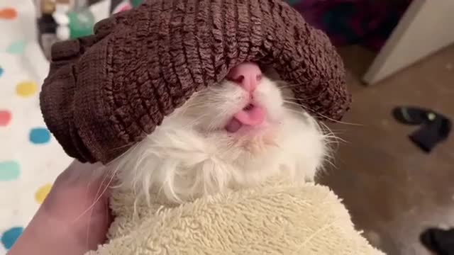 Cat got a cold and the vet recommended a warm compress for his eyes. It's SPA TIME!
