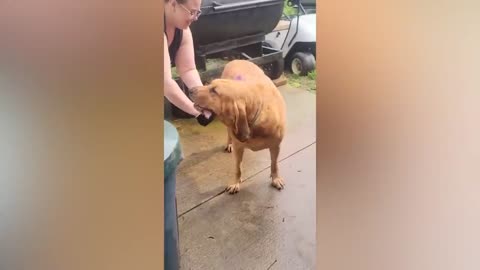 Best funny animals videos of 2023 🤣😀🤣 funniest cats 🐱 and dogs 🐕 videos