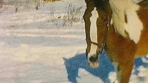 The Horses of Garfield Rd! Winter 1968 - Athol, MA
