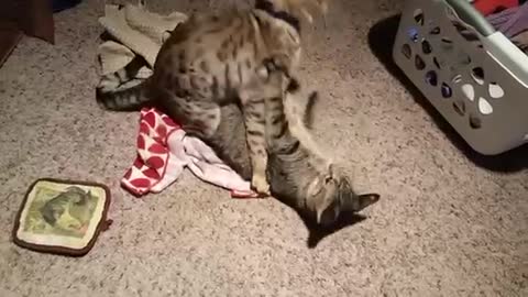 Cat romance