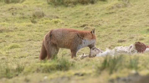 Fox having a sniff at the remains of sheep on a Bute hillside