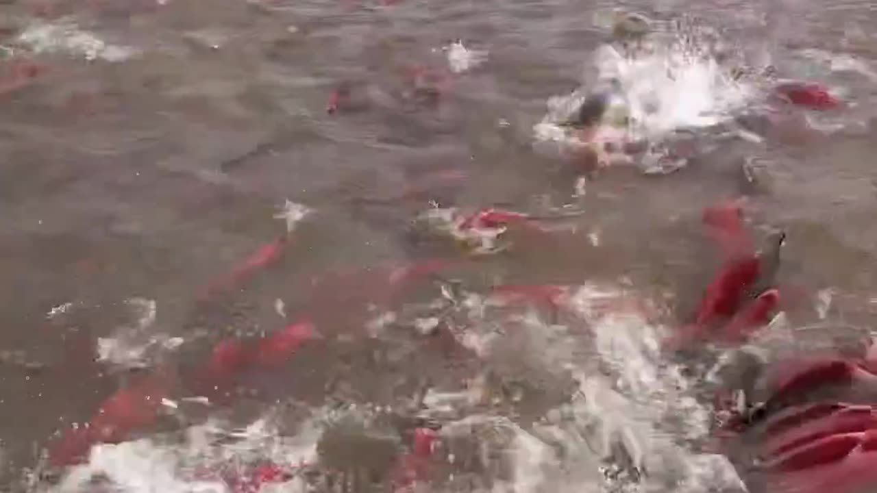 Salmon