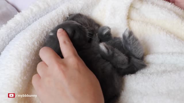 Sleepy Baby Bunnies