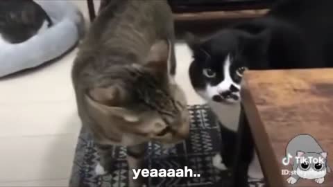 Cats talking !!