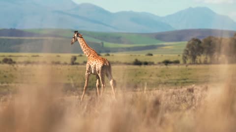 African Giraffe standing still at Chobe National Park, Botswana, South Africa.