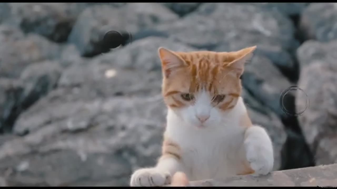 Cat Enjoy