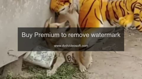 Troll Prank Dog Funny & fake Lion and Fake Tiger Prank To dog & Huge Box Prank to dog