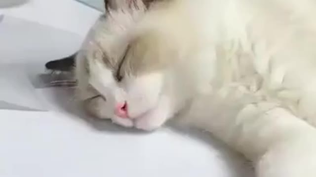 how to wake up a sleeping cat