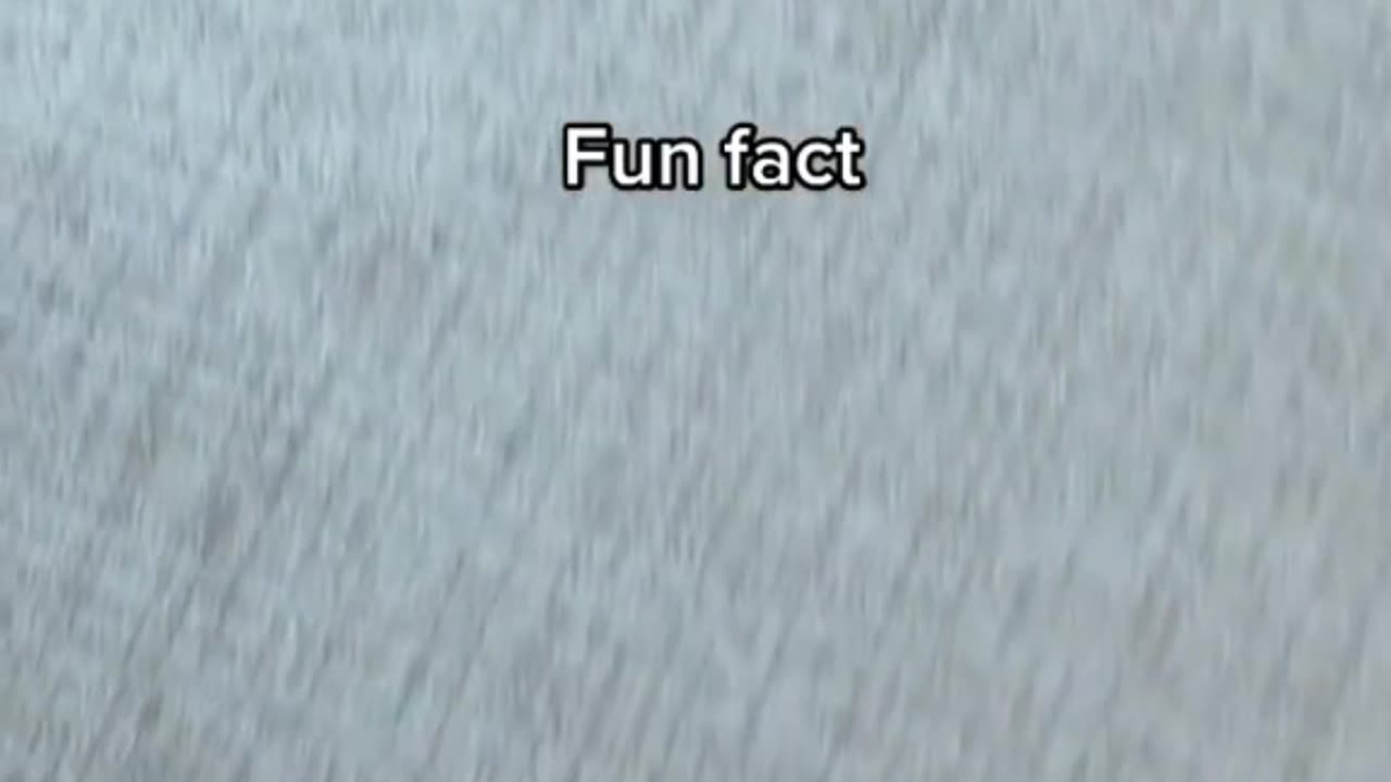 Fun fact