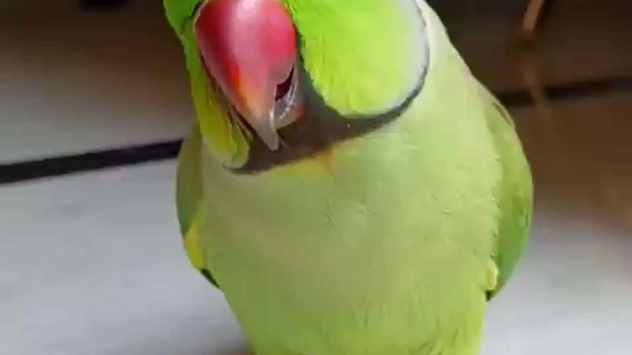 Talking parrot 🐦🦜🐦🦜 lovely parrot