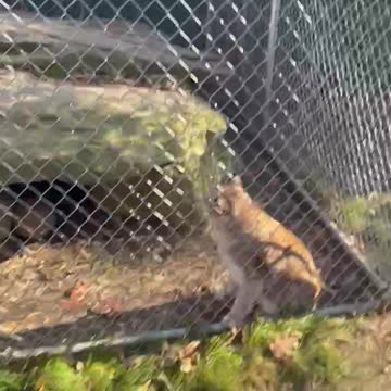 Bobcat Pats! He’s a very good boy!