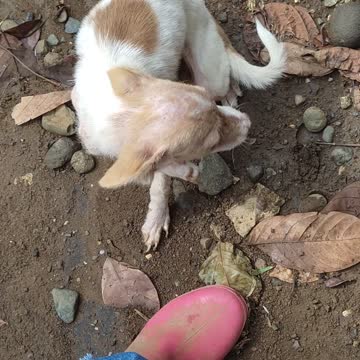 Meet siblings Rachel and "puppy with disability" (PWD) Esther!