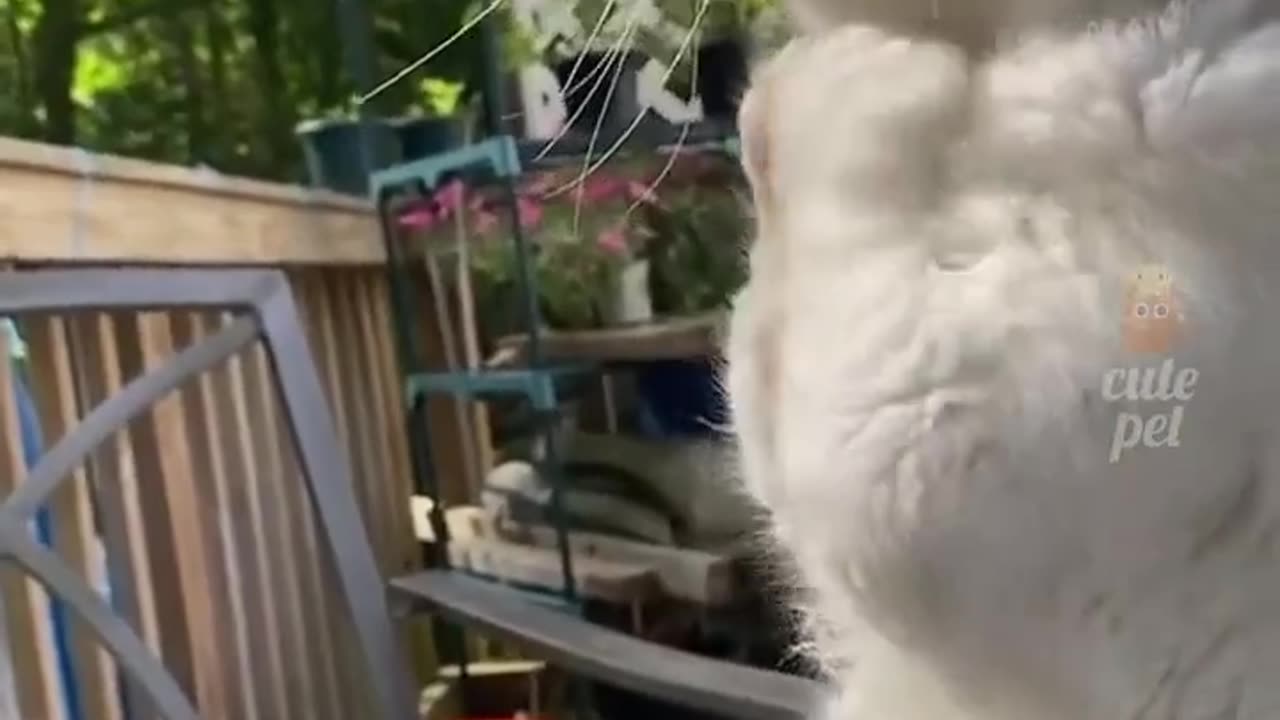 Cat funny video 🤣