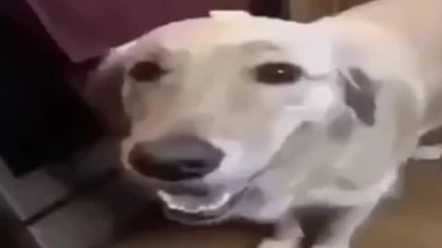 Butter Dog