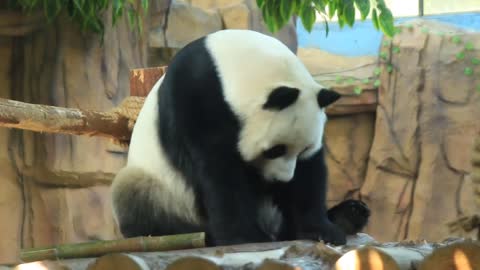 panda