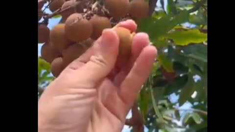 Longan fruit ready for harvesting #fruitgarden