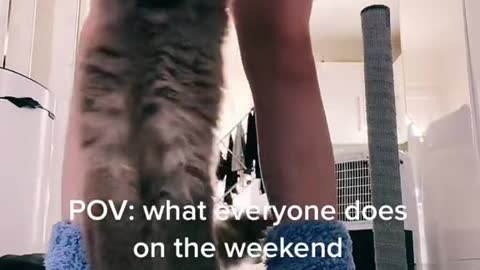 cat life