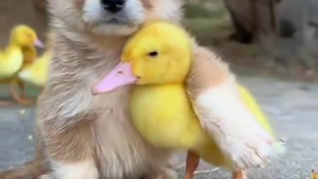 Cute dog and duck best friend