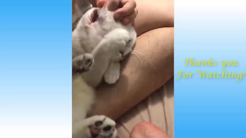 Funny and Cute Cat's 👯😺 with their owner